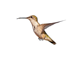 Female Ruby throated Hummingbird with a crooked beak, due to an injury or a defect, on white