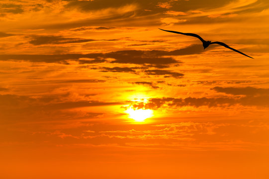 Sunset Bird Flying Silhouette