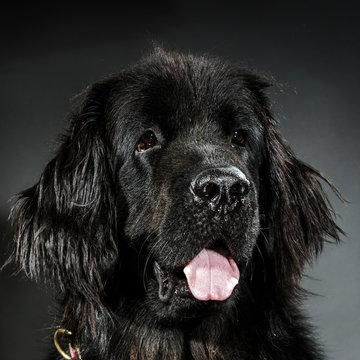 Portrait of big black water-dog, studio shooting