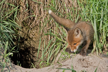 Young fox near the hole. Red fox (Vulpes vulpes) 50 days old.