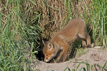 Young fox near the hole. Red fox (Vulpes vulpes) 50 days old.