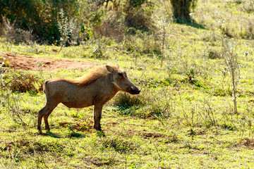 Thinking - Phacochoerus africanus  The common warthog