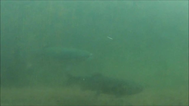 Migrating salmon swimming upstream in a fish ladder 