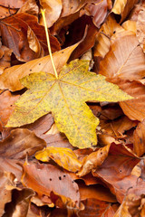 Dry yellow acer leaf on the forrest floor in the autumn