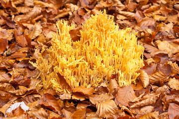 Yellow fungus (Ramaria flaccida) on the forest floor coverd by fallen dry leaves, Slovenia
