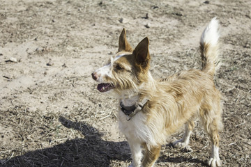 Naklejka premium Attentive dog field