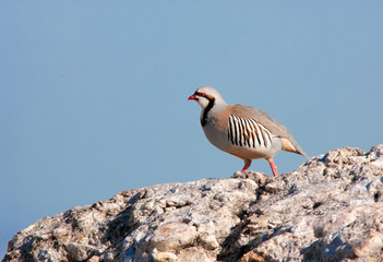 Chukar Partridge bird standing on Rcok with Blue Background