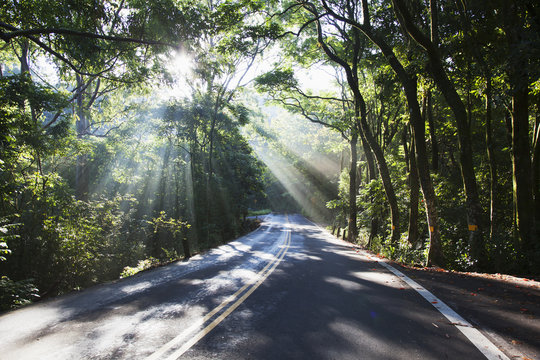 The road to Hana with sunlight shining through trees; Maui, Hawaii, United States of America