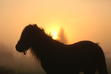 Fototapeta na wymiar Pony im Sonnenaufgang