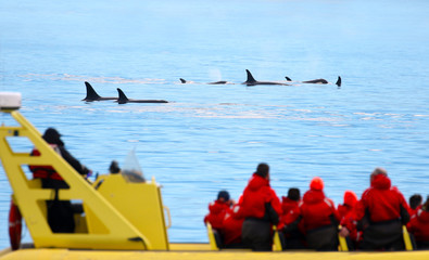 Pod of Orca Killer whale swimming, with whale watching boat in the foreground, Victoria, Canada