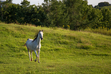 Fototapeta premium 北海道の馬