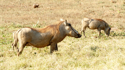 Fototapeta premium Chill - Phacochoerus africanus The common warthog
