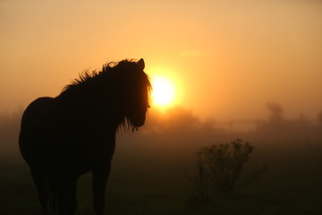 Pony im Sonnenaufgang
