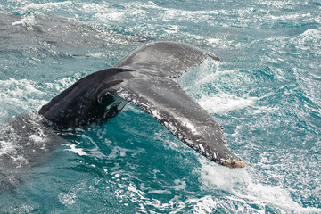 Obraz premium Whales at Hervey bay