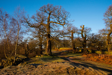 Bradgate Parke on a Winter Morning