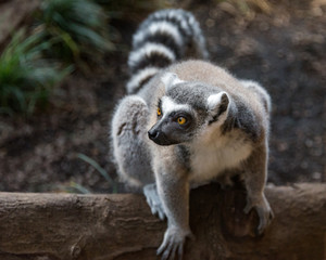Lemur