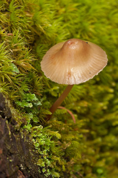 Small mushroom growing out of the moss covered tree trunk