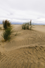 Fototapeta na wymiar White sand dunes with a fence and grass.