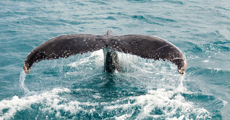 Obraz premium Whales at Hervey bay
