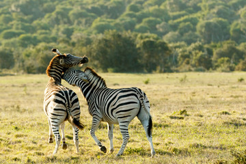 Love on the Rocks 2 - Burchell's Zebra