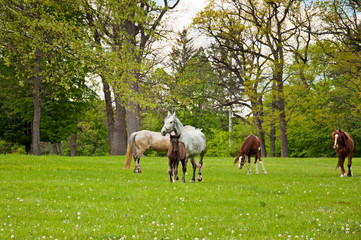 Horses on the meadow