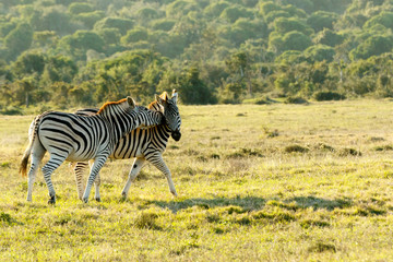 Naklejka premium Love on the Rocks 4 - Burchell's Zebra