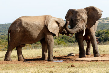 Fototapeta premium Can you Hear - African Bush Elephant