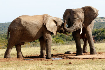 Can you Hear - African Bush Elephant