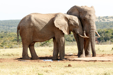 Fototapeta na wymiar The Love - African Bush Elephant