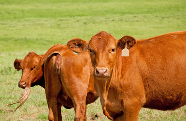 Two young red steers in lush summer pasture