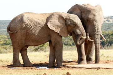 i am at peace - African Bush Elephant
