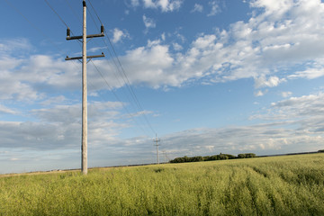 Fototapeta premium Telephone poles in a field, Lorette, Manitoba, Canada