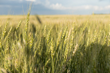 Crop in a field, Lorette, Manitoba, Canada