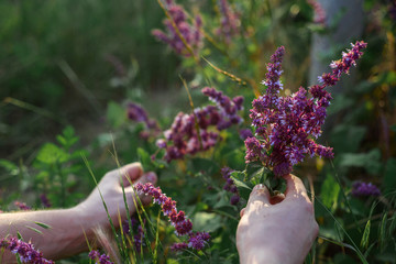 Male hand touching or picking up lavender flowers or wellness herbal in a field
