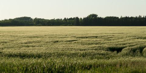 Crop in a field, Wilkes South, Winnipeg, Manitoba, Canada - 122191417