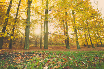 Obraz premium Colorful autumn in park.