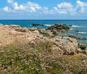 Fototapeta na wymiar rocky coast with flowers
