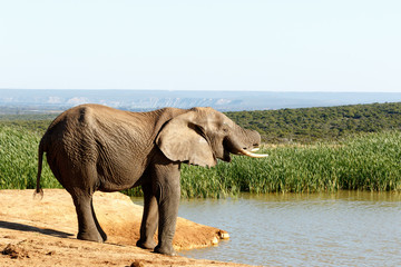 Almost - African Bush Elephant