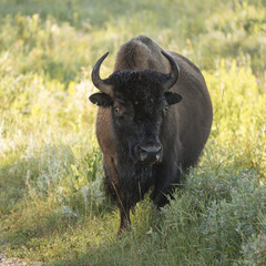 Bison standing in a field, Lake Audy Campground, Riding Mountain