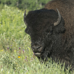 Closeup of a bison, Riding Mountain National Park, Manitoba, Can