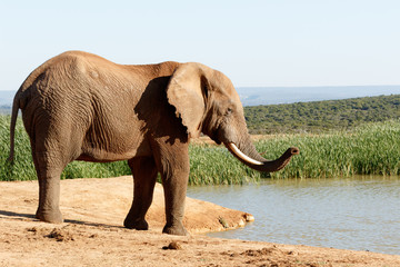 I smell them - African Bush Elephant
