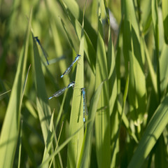 Dragonflies on leaves, Wasagaming, Riding Mountain National Park