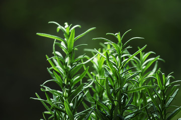 Fresh rosemary, close-up, selective focus