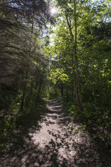 Trees both sides of a dirt road, Riding Mountain National Park,