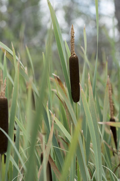 Closeup Of Cattail Grass, Lake Audy Campground, Riding Mountain