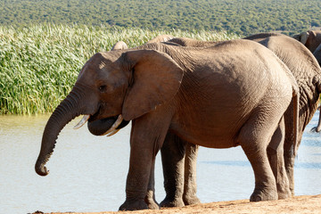 Drink time - African Bush Elephant