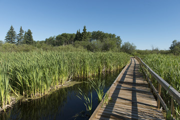 Boardwalk in a Marsh, Riding Mountain National Park, Manitoba, C