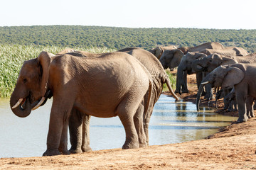 Naklejka premium Happy - African Bush Elephant