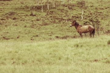 Horse on pasture.