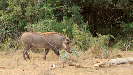 Cut - Phacochoerus africanus  The common warthog